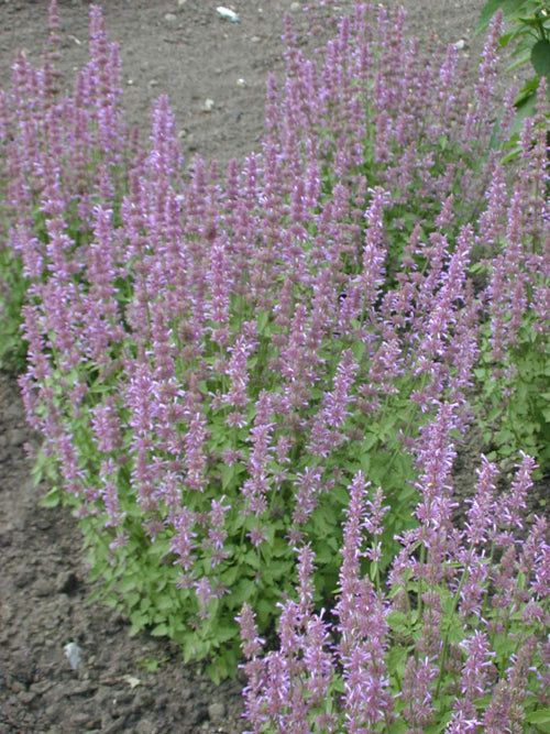 AGASTACHE AUSTROMONTANA