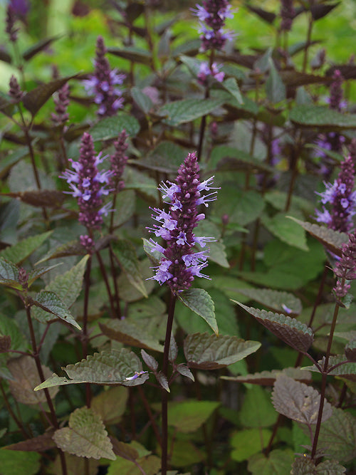 AGASTACHE 'BLACK ADDER'