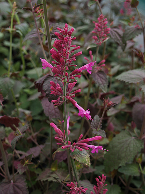 AGASTACHE 'BOLERO'