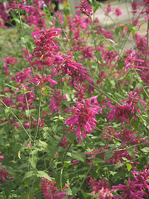 AGASTACHE 'HEAT WAVE'