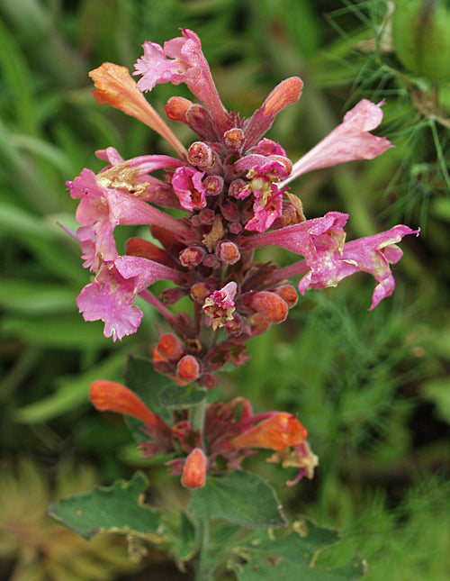 AGASTACHE 'KUDOS AMBROSIA '