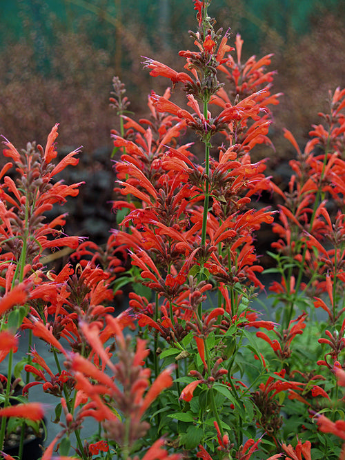 AGASTACHE 'ORANGE NECTAR'