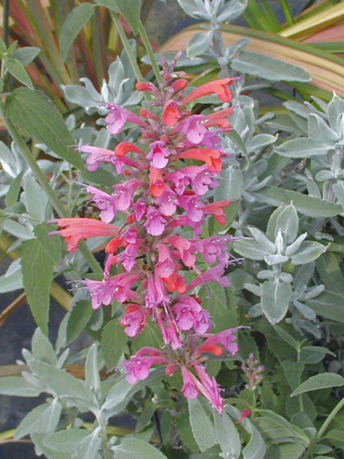 AGASTACHE 'PAINTED LADY'