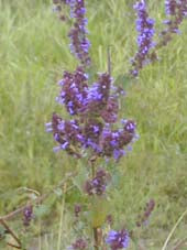 AGASTACHE SP. RCB RA-X-1