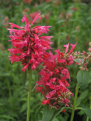 AGASTACHE MEXICANA 'RED FORTUNE'