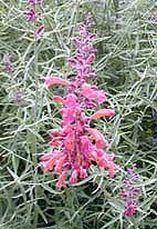 AGASTACHE RUPESTRIS