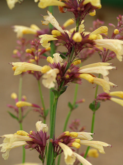 AGASTACHE 'SUMMER GLOW'