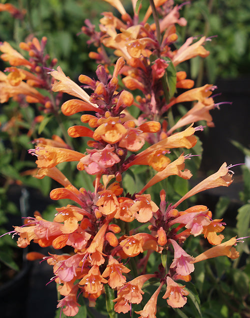 AGASTACHE 'SUMMER SUNSET'