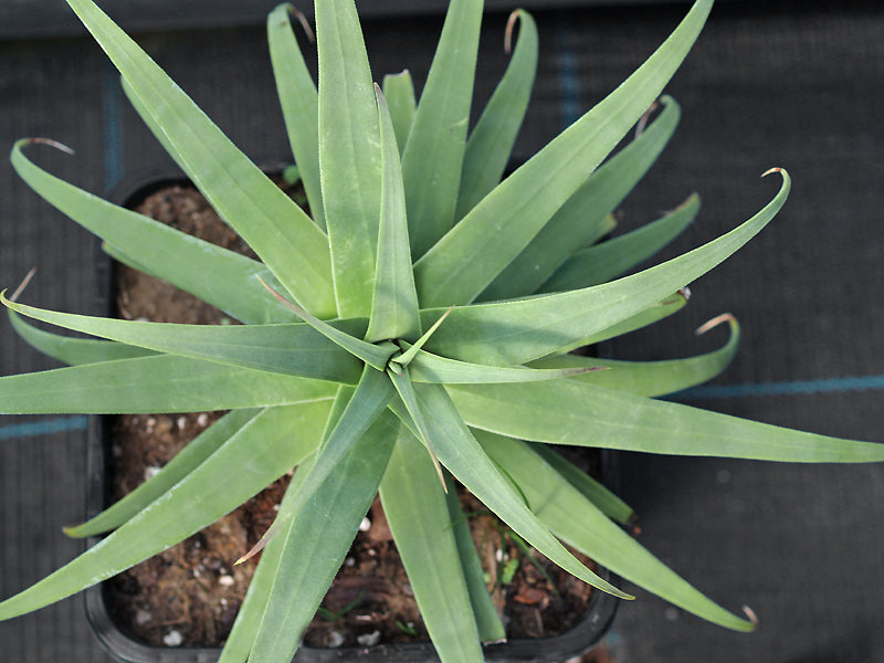 AGAVE BRACTEOSA