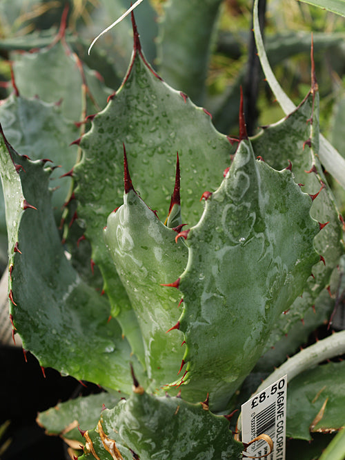 AGAVE ColourATA