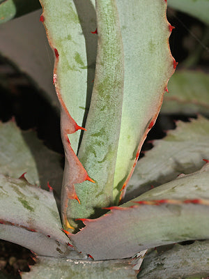 AGAVE MARMORATA FO 075