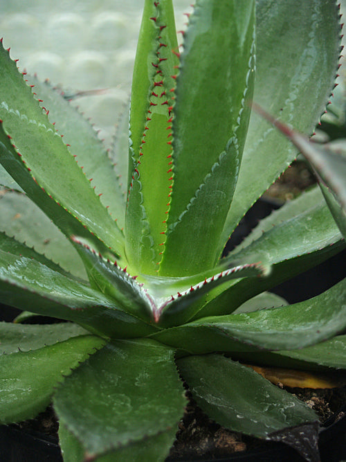 AGAVE OBSCURA