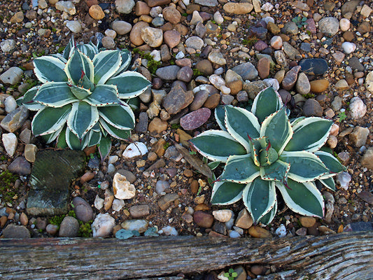 AGAVE PARRYI var.TRUNCATA VARIEGATED