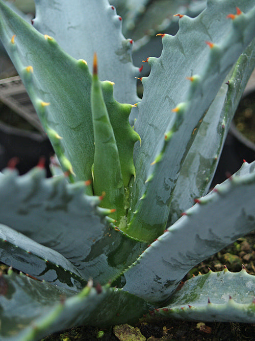 AGAVE PALMERI 2.