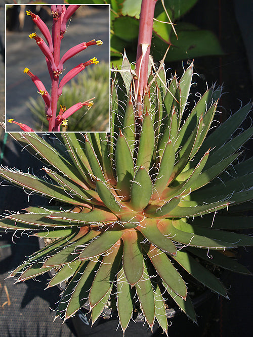 AGAVE PARVIFLORA