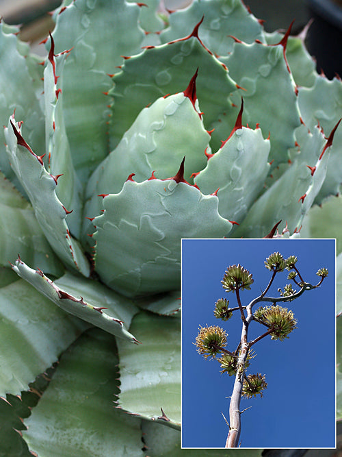 AGAVE POTATORUM