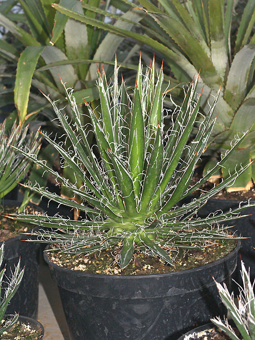 AGAVE SCHIDIGERA