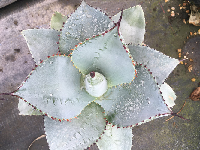 AGAVE SEEMANIANNA subsp.PYGMAEA 'DRAGON TOES'