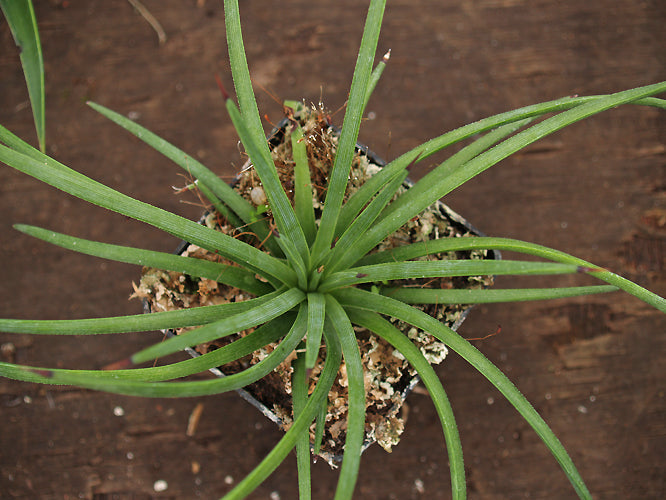 AGAVE STRIATA 'PETRERO DE STA'