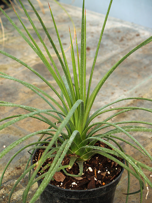 AGAVE STRICTA 'RUBRA'