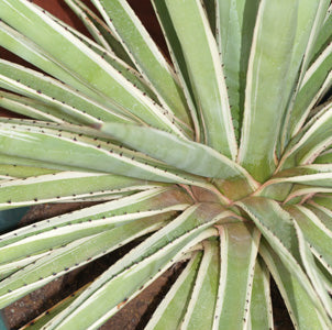 AGAVE ANGUSTIFOLIA var.MARGINATA