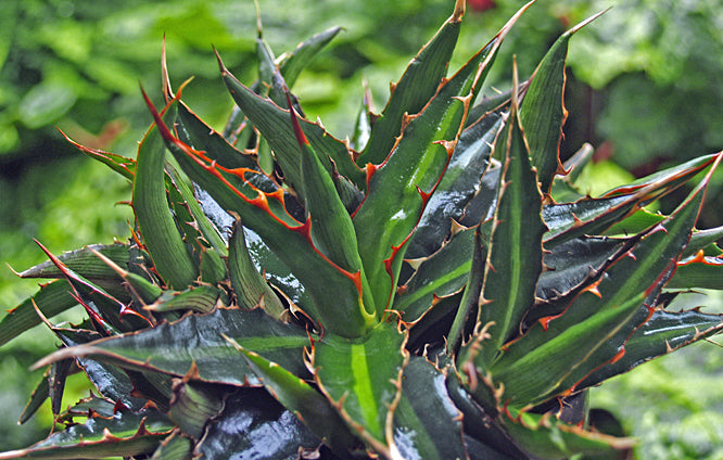 AGAVE LOPHANTHA CLONE 2