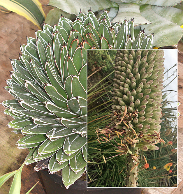 AGAVE VICTORIAE-REGINAE