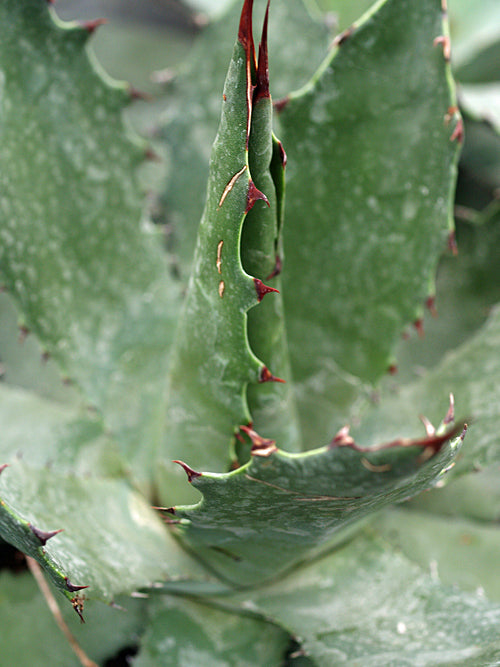 AGAVE WOCOMAHI