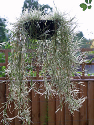 AGROSTIS STOLONIFERA 'JULIA ANN'