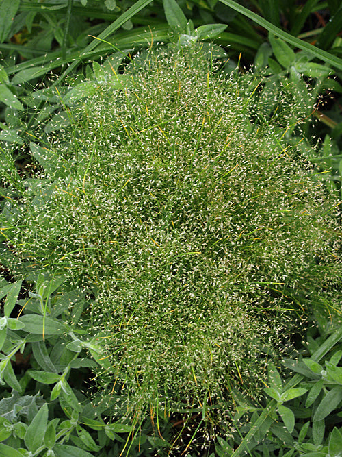 AGROSTIS NEBULOSA