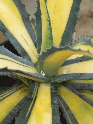 AGAVE AMERICANA 'MEDIOPICTA AUREA'