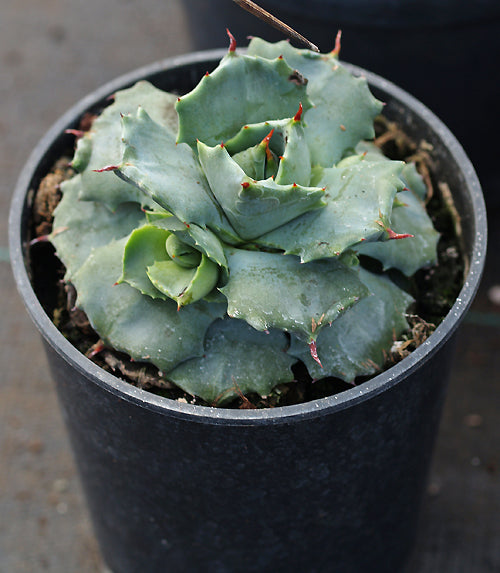 AGAVE POTATORUM 'GARY FISHER'