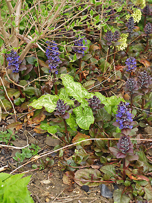 AJUGA REPTANS 'CATLIN'S GIANT'