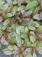 AJUGA REPTANS 'CHOCOLATE CHIP'