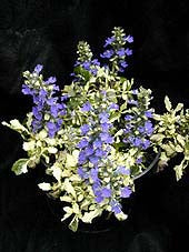 AJUGA REPTANS 'ERMINE'