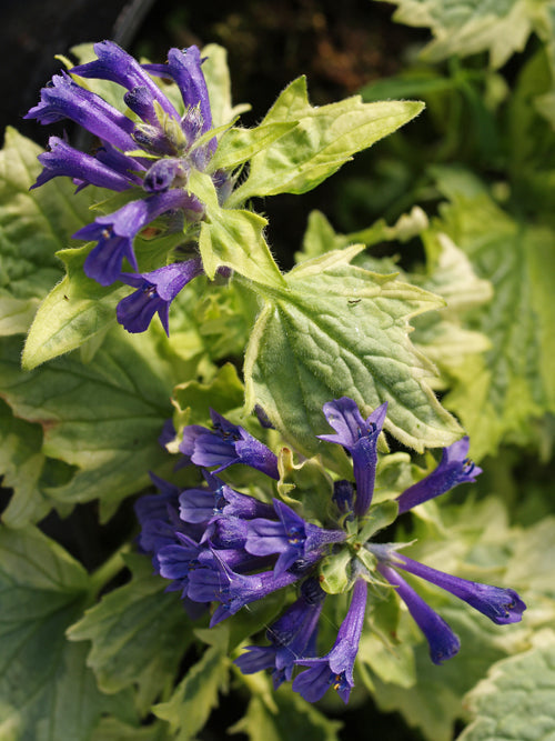 AJUGA INCISA 'FROSTED JADE' ('BIKUN')