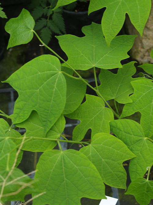 ALANGIUM PLATANIFOLIUM