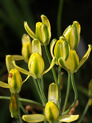 ALBUCA AUREA