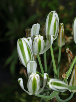 ALBUCA BATTENIANA