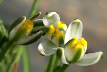 ALBUCA HUMILIS