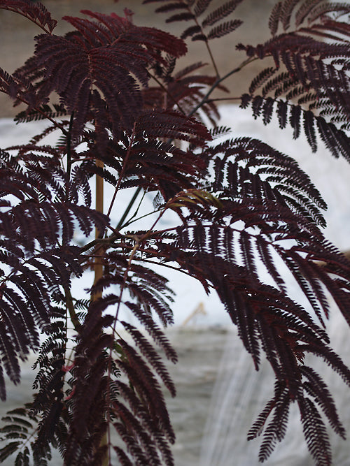 ALBIZIA JULIBRISSIN 'SUMMER CHOCOLATE'