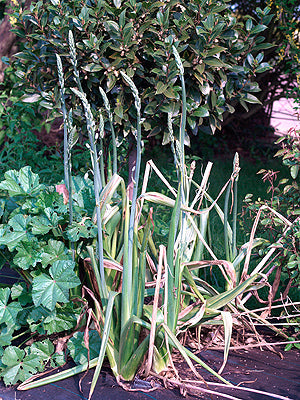 ALBUCA MAXIMA