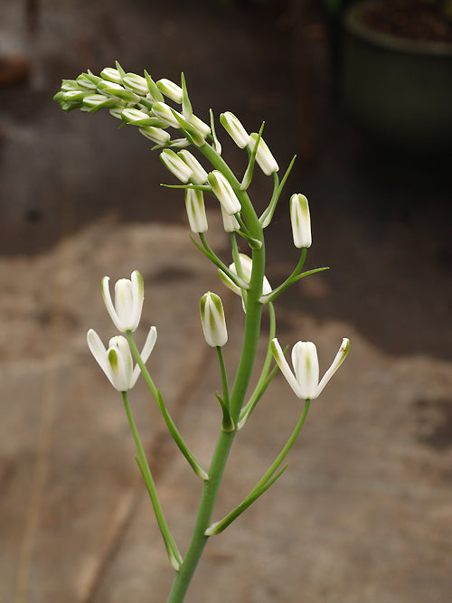 ALBUCA NELSONII