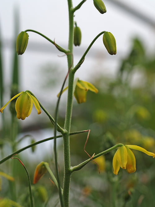 ALBUCA SHAWII