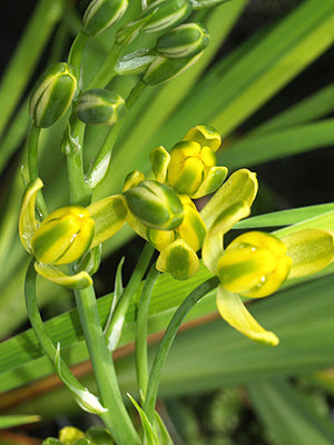 ALBUCA SP.1