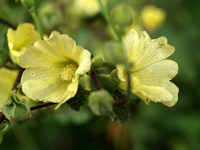 ALCEA KURDICA