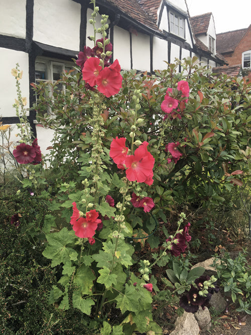 ALCEA ROSEA