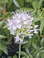 ALLIUM ACIPHYLLUM