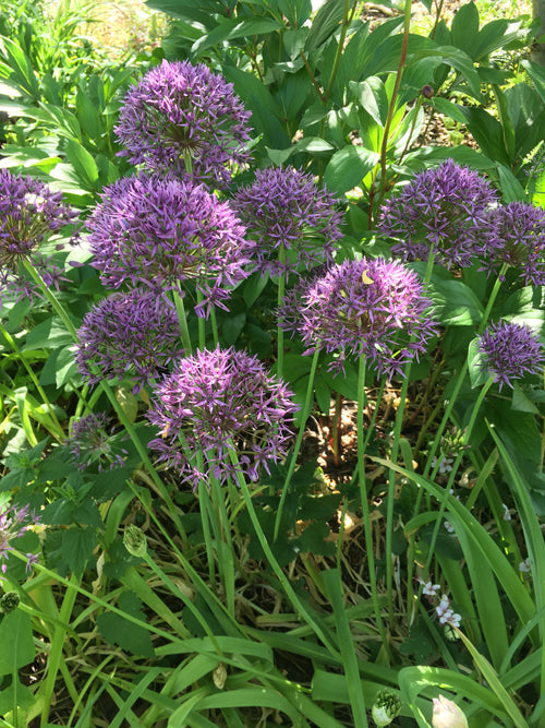 ALLIUM AFLATUNENSE