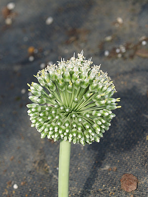 ALLIUM SP. RCB AM-21